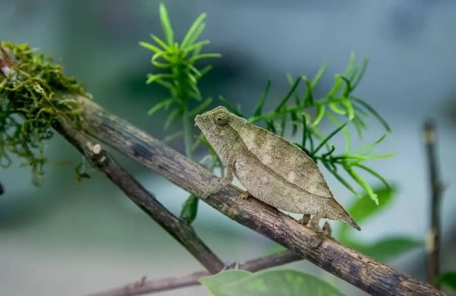 Pygmy chameleon climbing inside a home enclosure
