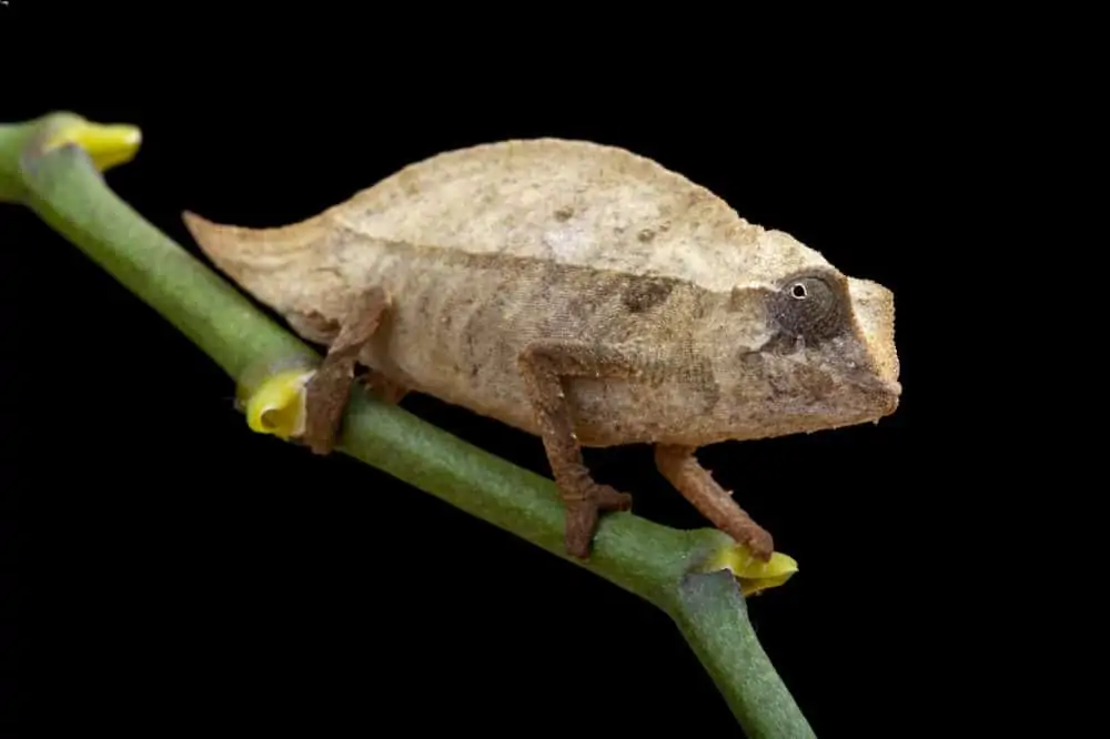 A pygmy chameleon looking for food in its habitat