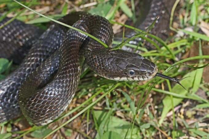 A rat snake moving through the grass