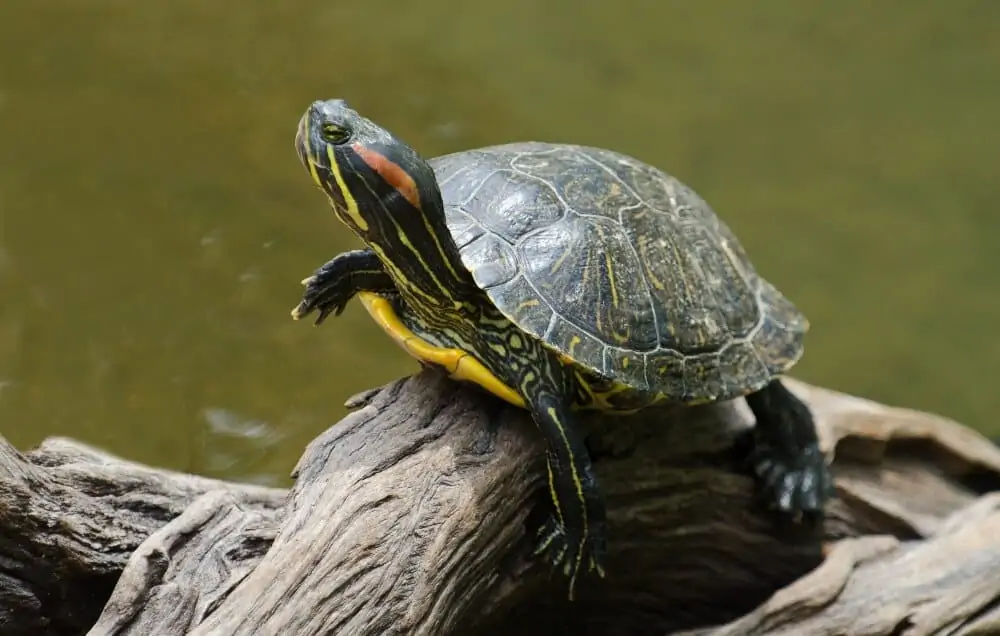 A popular type of turtle called the red-eared slider