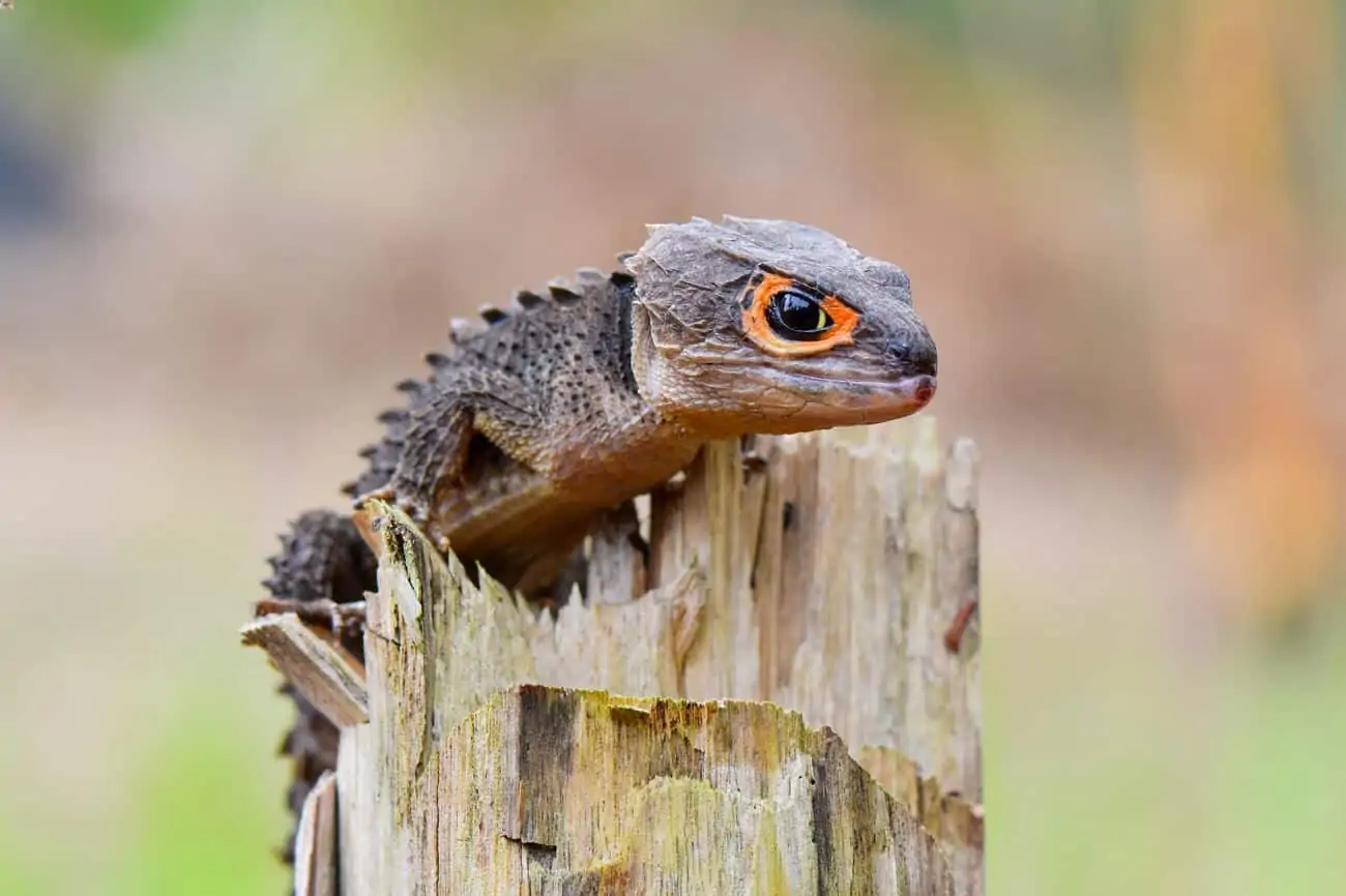 A pet red-eyed crocodile skink climbing