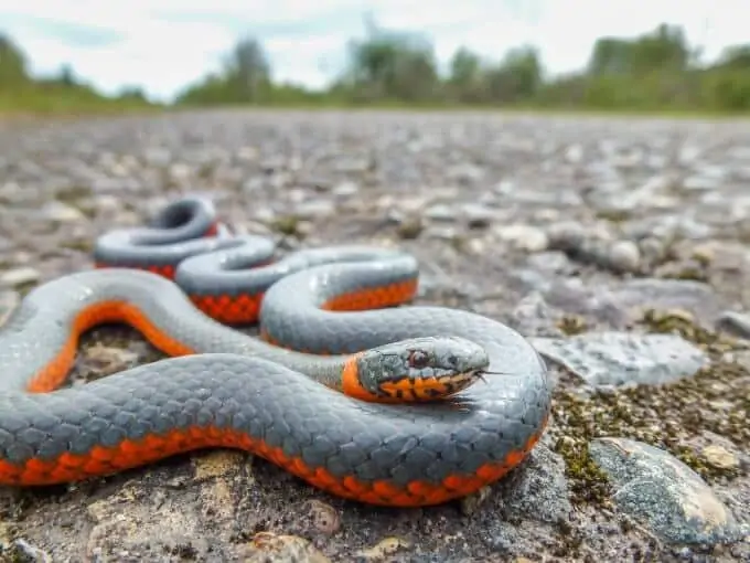 Ringneck snake outside on the ground
