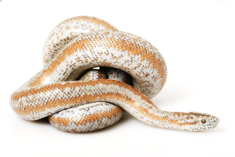Rosy Boa 101: Care, Habitat Setup, Size, Lifespan...