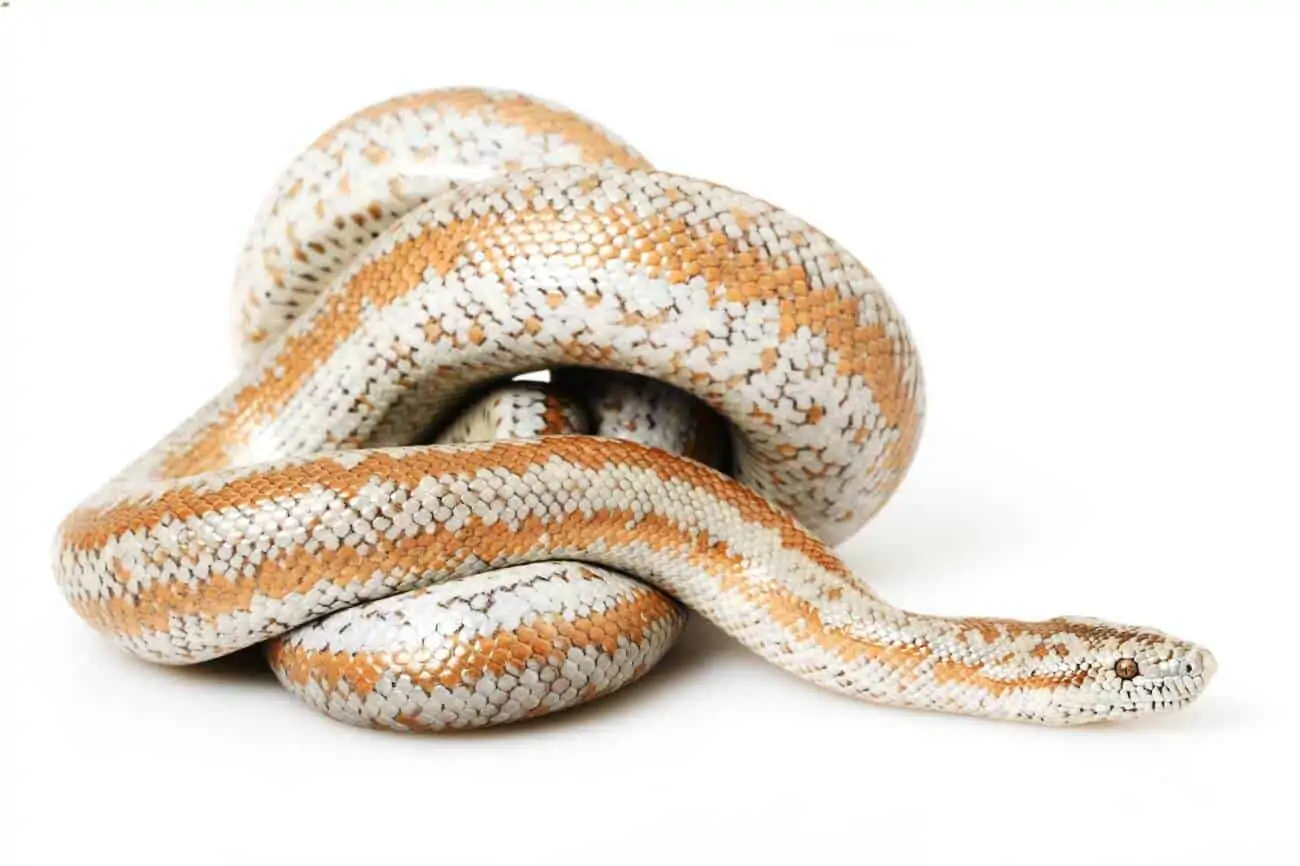 One rosy boa coiled up