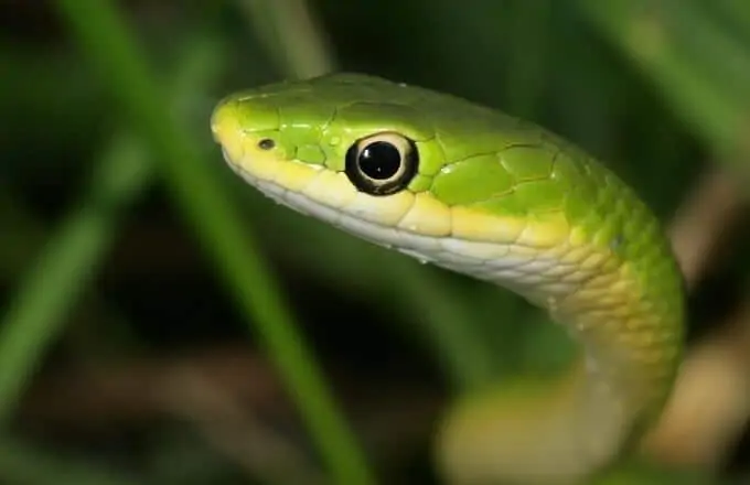 A pet rough green snake