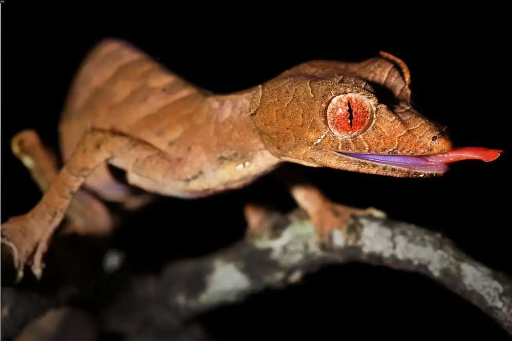 A satanic leaf-tailed gecko eating