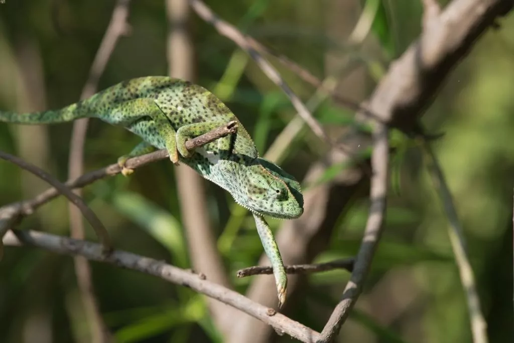 Senegal chameleon climbing in an enclosure