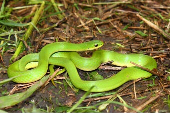 Smooth green snake species on the ground in a large enclosure