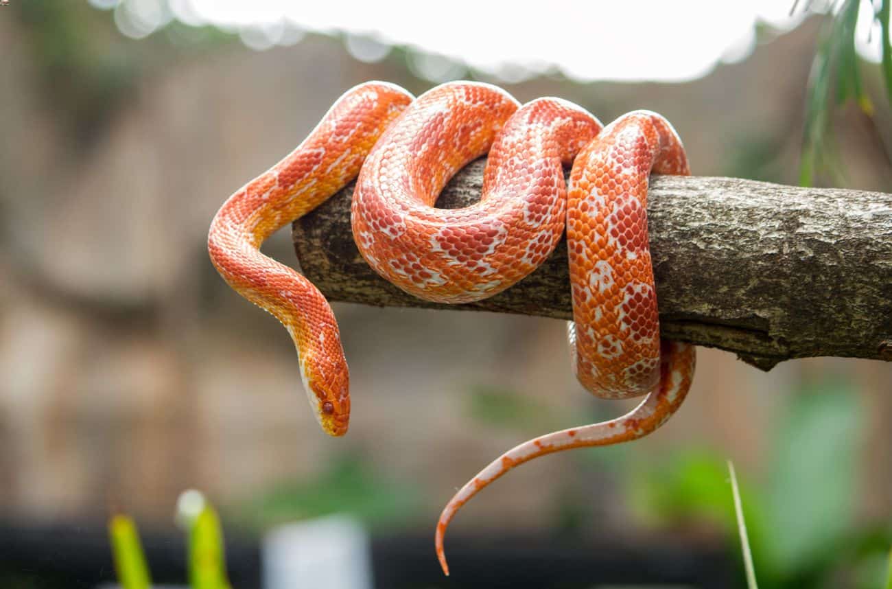 A snake after being treated for scale rot