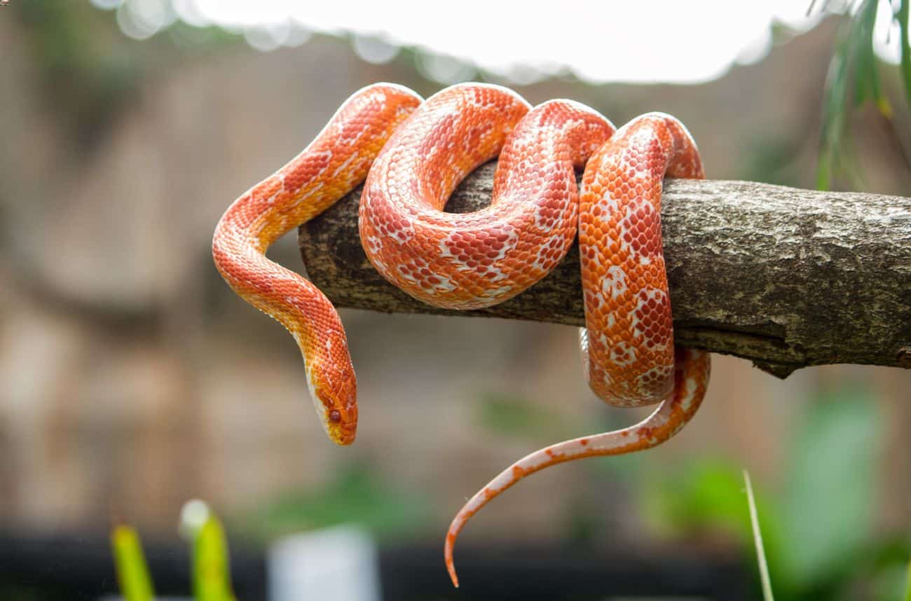 Scale Rot In Snakes Causes, Treatment & Prevention