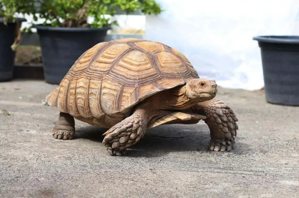 A pet sulcata tortoise walking outside