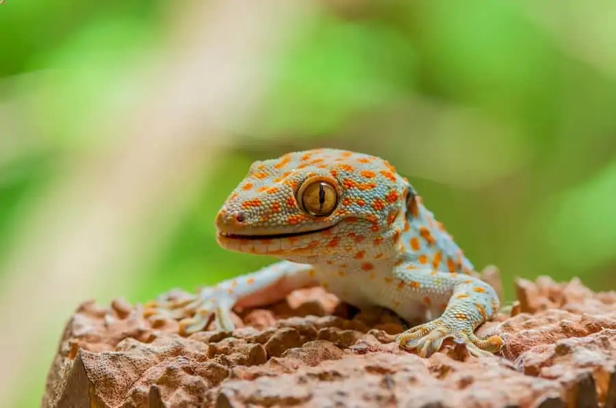 One tokay gecko looking for food in a large enclosure