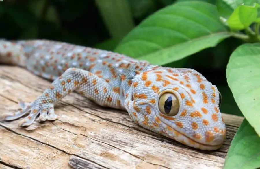 A tokay gecko resting in his habitat