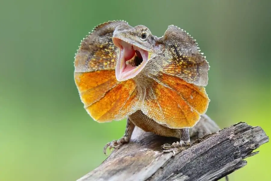 A popular type of pet lizard called the frilled dragon