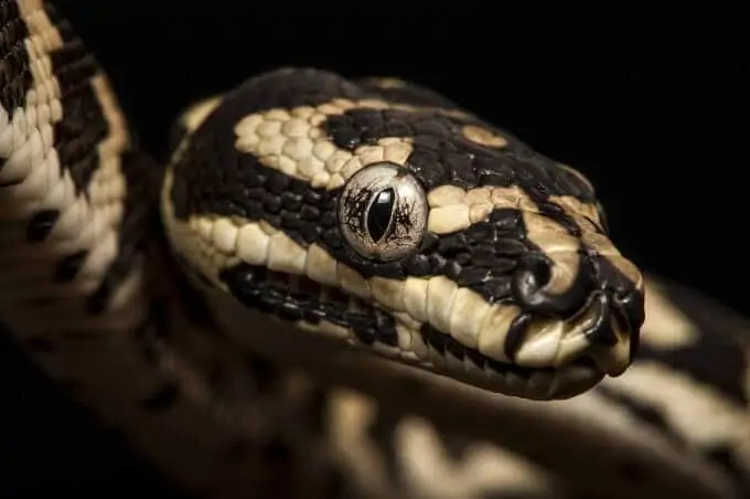 A type of pet snake named the carpet python