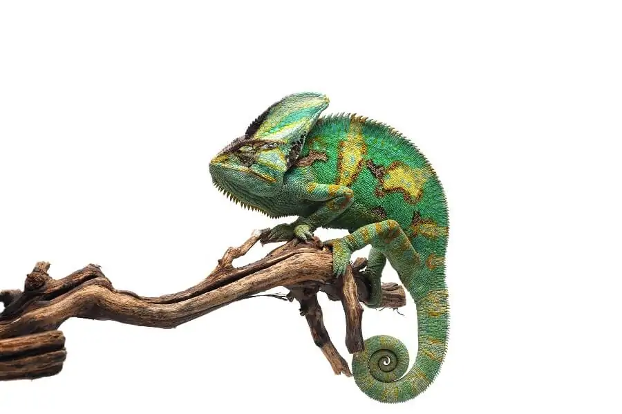 A pet veiled chameleon on an indoor branch