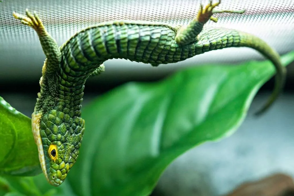 Abronia graminea on the roof of an enclosure