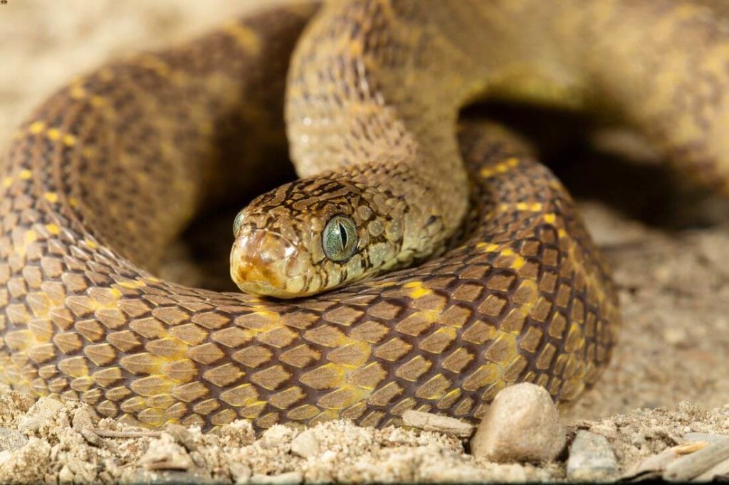 African egg-eating snake waiting to eat