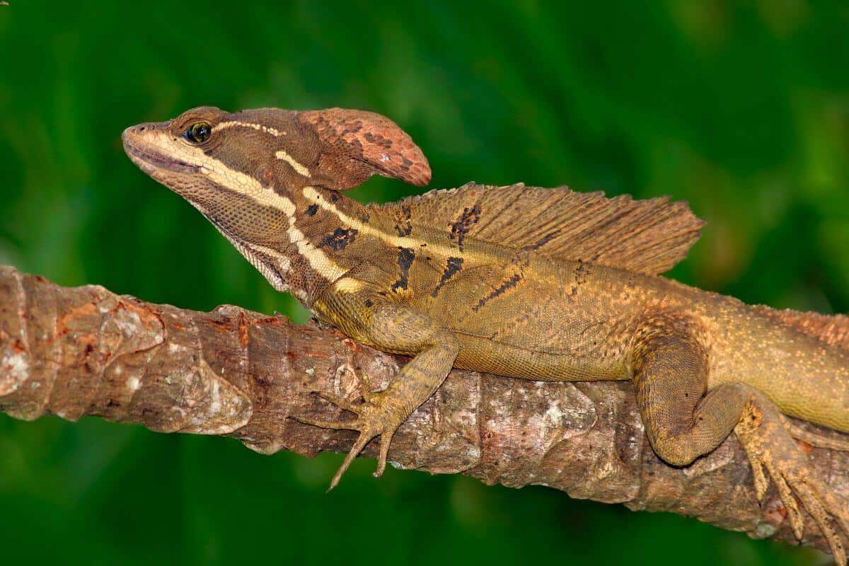 Basilisk
