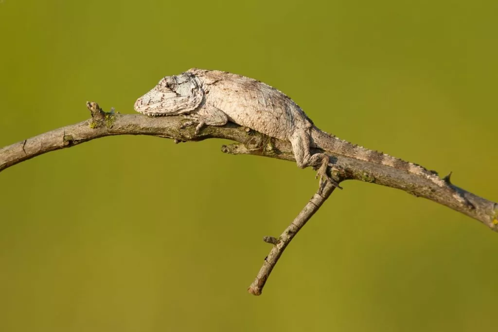 Cuban false chameleon resting on a branch