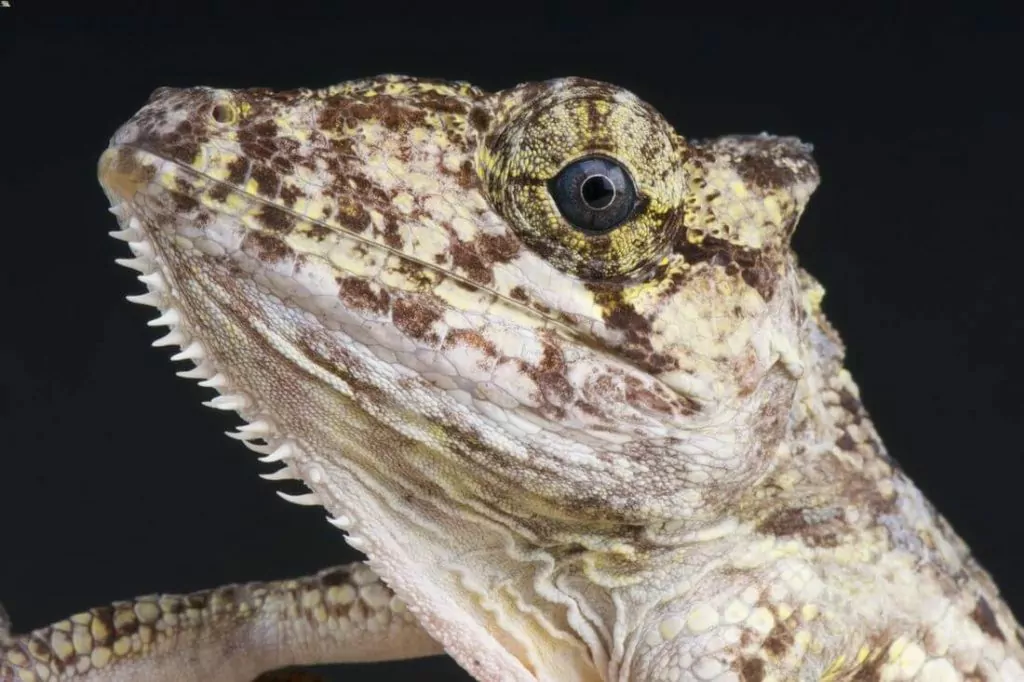 Close up image of the face of a Cuban false chameleon
