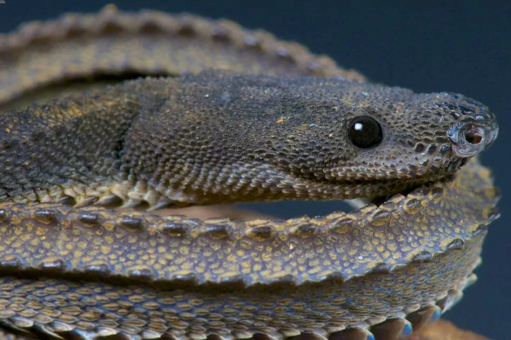 A pet dragon snake