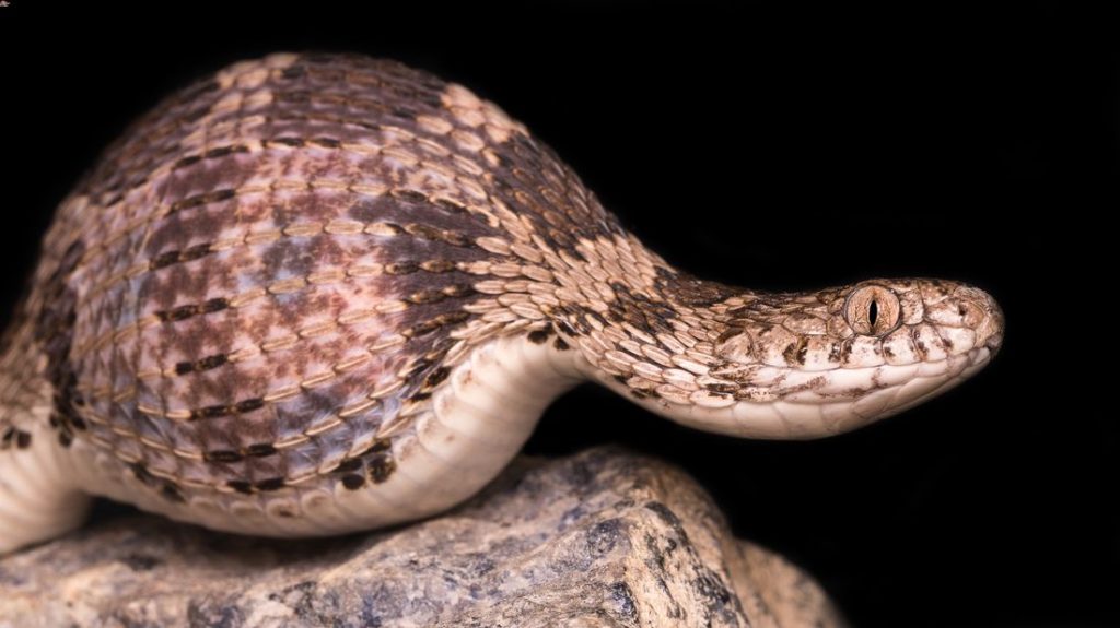 An egg-eating snake digesting an egg