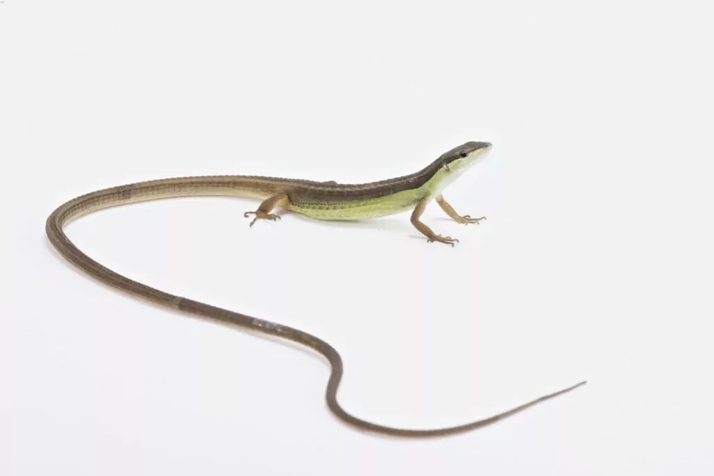 Long-tailed grass lizard on a white table