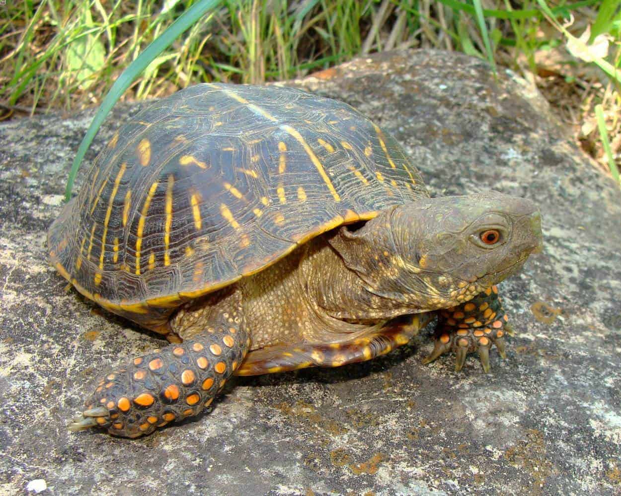 An ornate box turtle in an outdoor enclosure