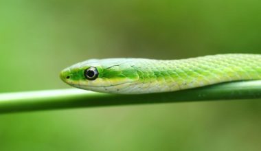 A rough green snake looking for an insect to eat