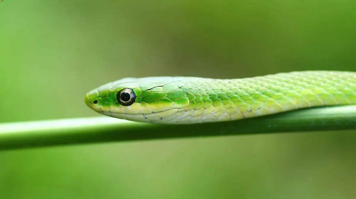 A rough green snake looking for an insect to eat