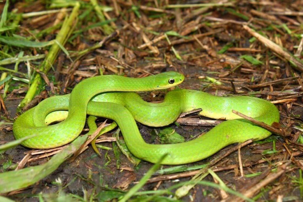 A smooth green snake preparing to start digesting