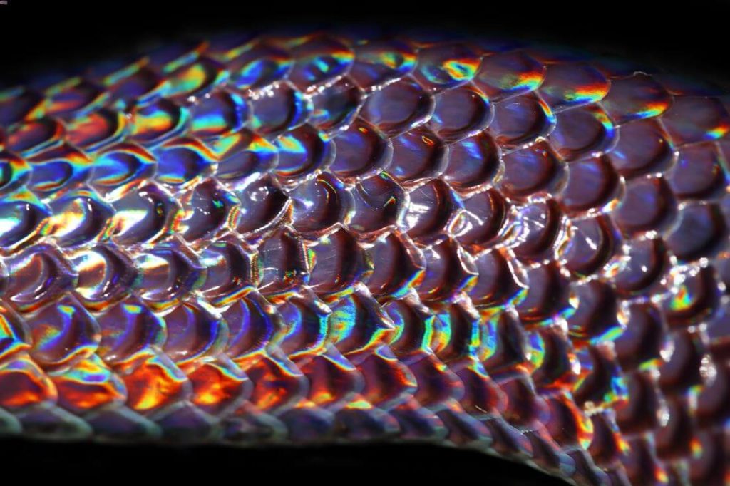 The color of sunbeam snake scales