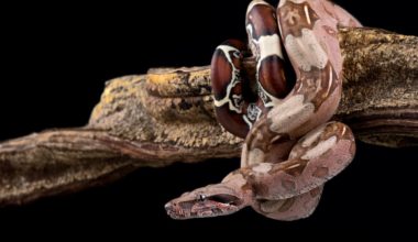 A Suriname red tail boa on a branch