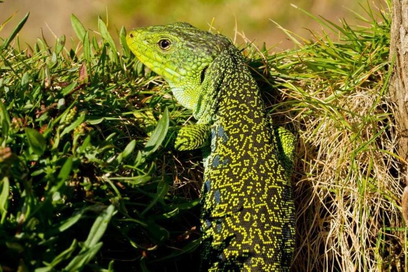 Jeweled Lacerta Care Everything You Need To Know