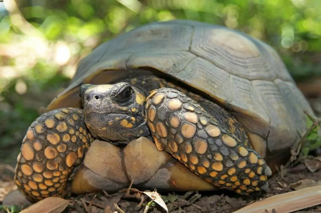 A pet yellow-footed tortoise basking outside