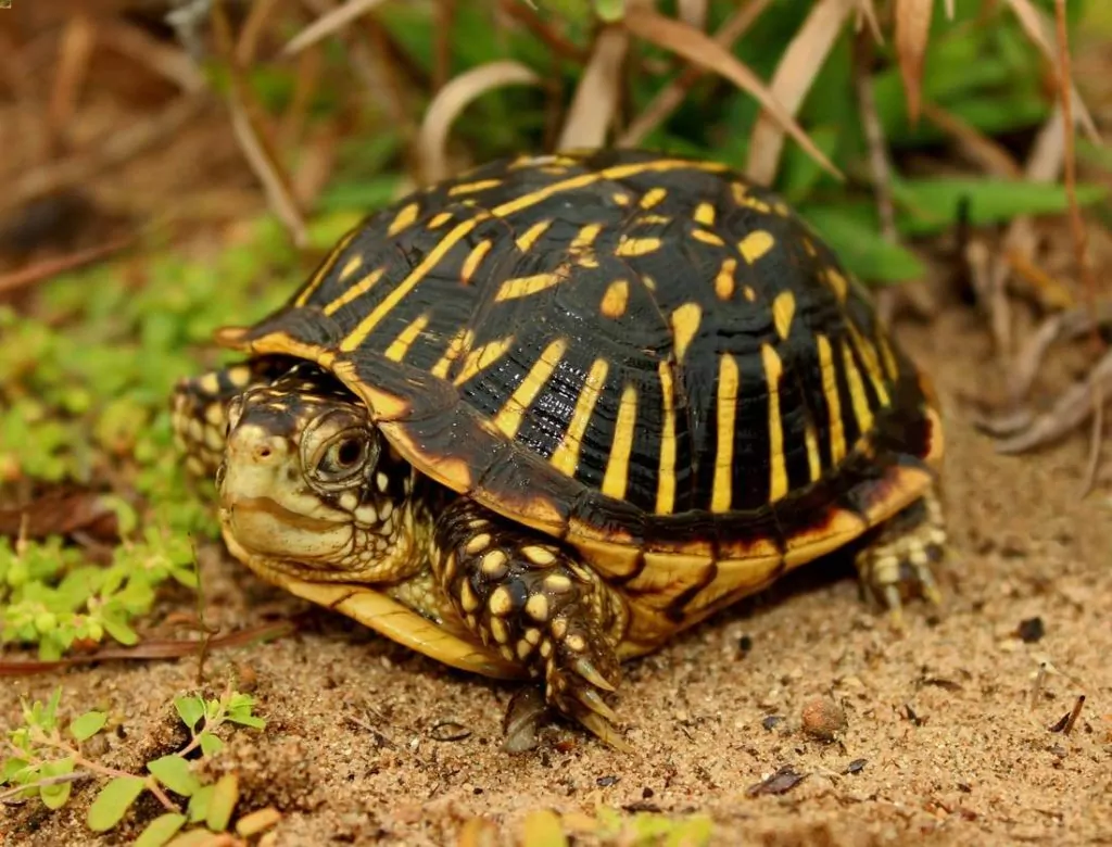 A young ornate box turtle in a well-made habitat