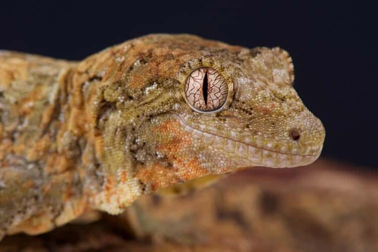 Chahoua gecko species looking for food