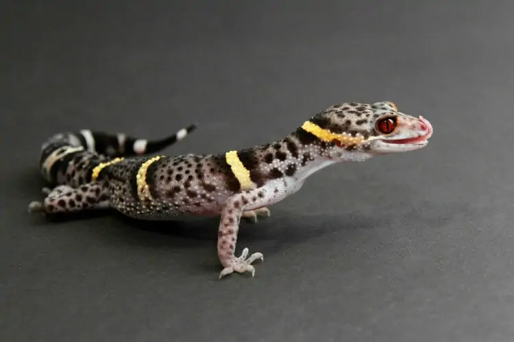 A type of gecko called the Chinese cave gecko