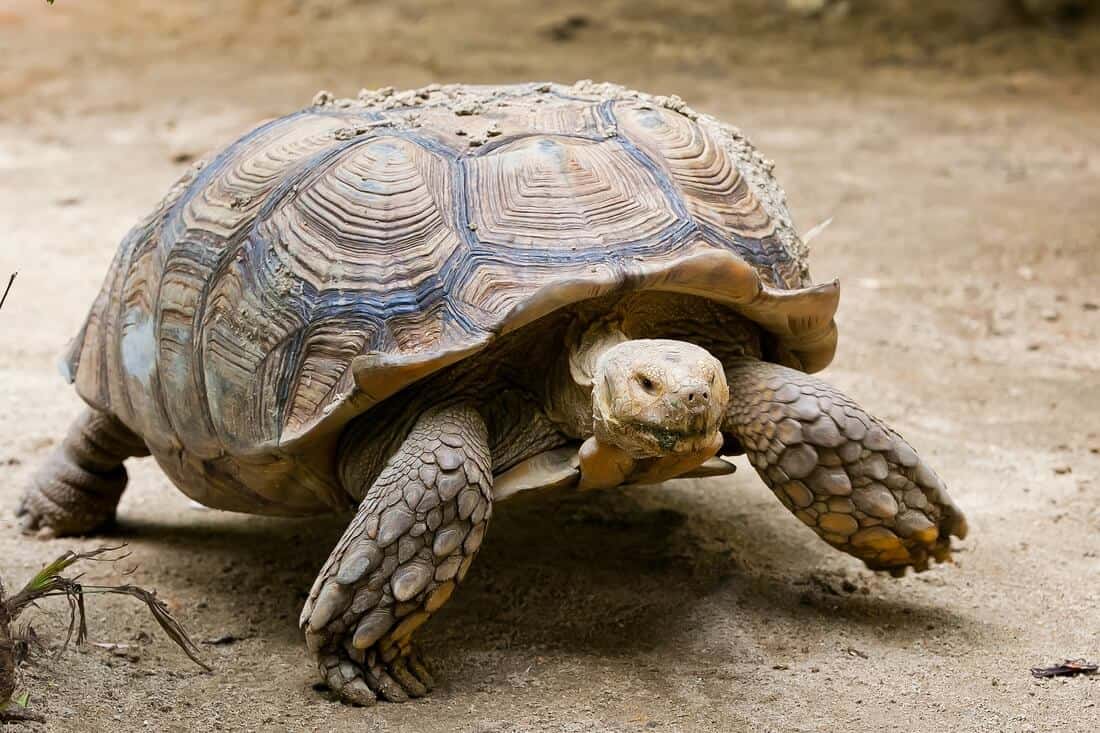 An adult elongated tortoise walking toward food