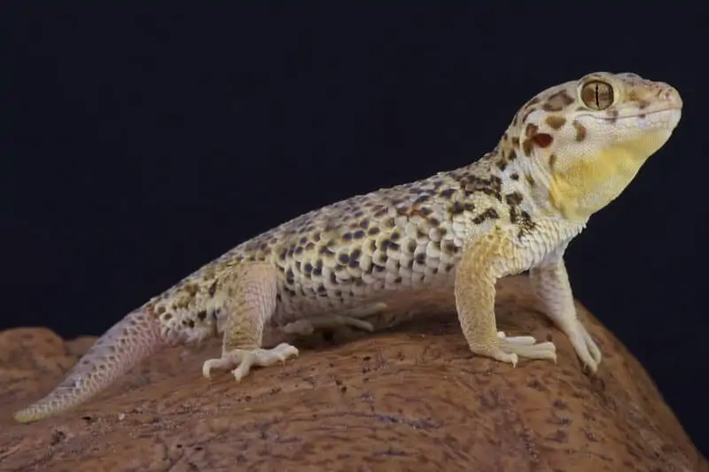 A male frog-eyed gecko basking on a rock