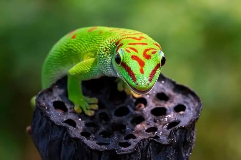 One giant day gecko drinking water
