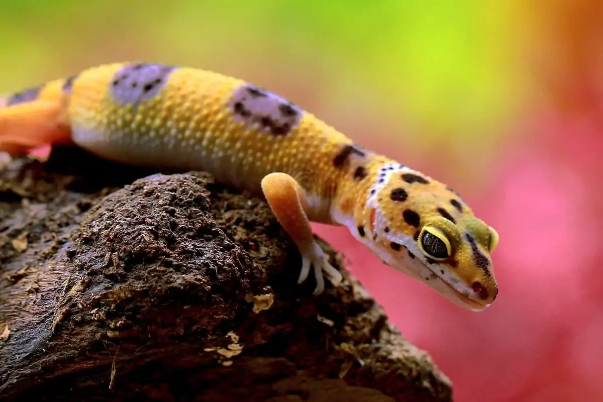 A pet leopard gecko climbing on a piece of wood