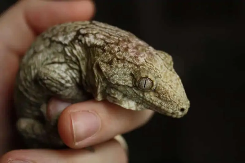 A pet Leachianus gecko being handled by its owner