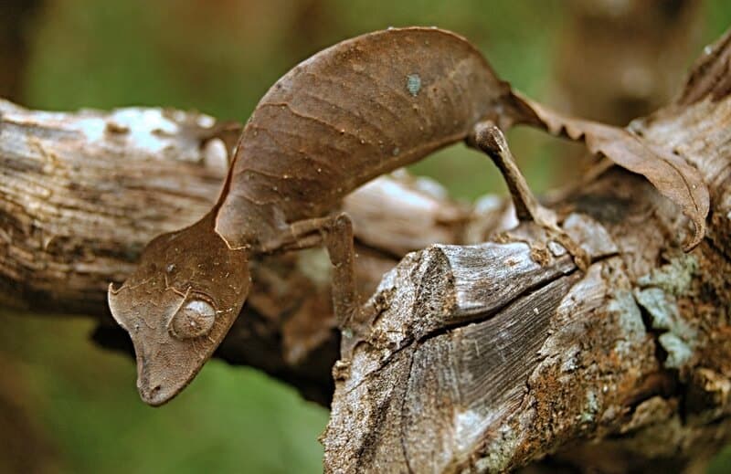 One satanic leaf-tailed gecko climbing in a tree