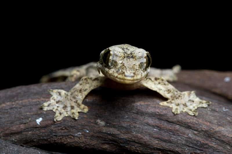 A small flying gecko