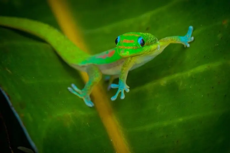 Small gold dust day gecko on a leaf
