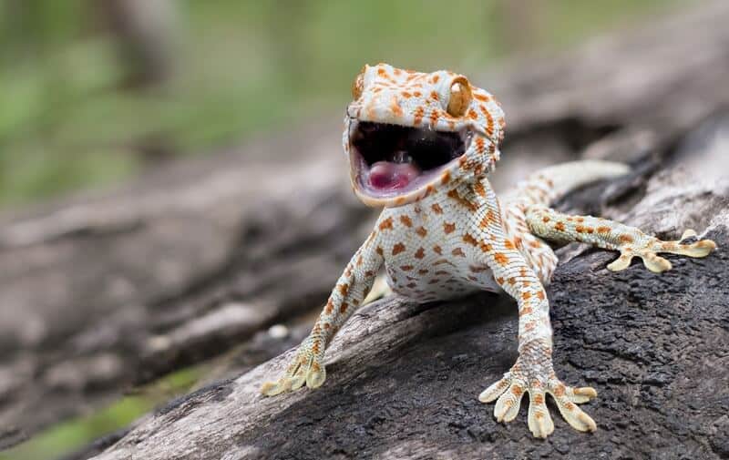 17 Types Of Geckos Our Favorite Pet Species!