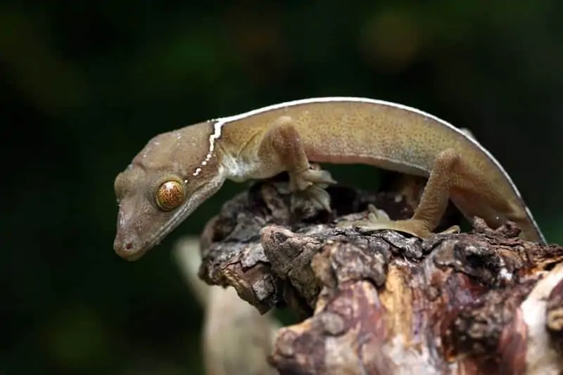 A type of gecko called the white-lined