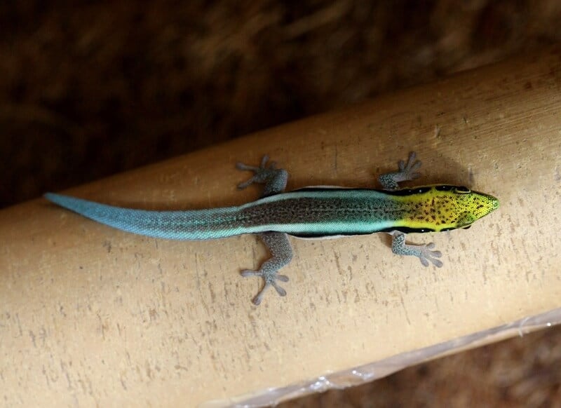 A pet yellow-headed day gecko on a tree